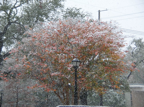 Snow on the crepe myrtles