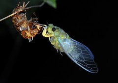 Cicada Birth