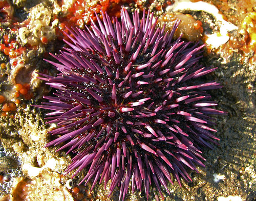 Purple Sea Urchin - Strongylocentrotus pupuratus