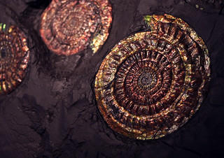 psiloceras planorbis (Ammonite Fossil)