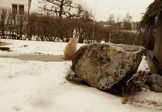 Zen cat (Copyright Hanna Andersson)