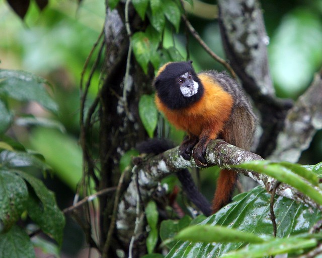 Una selva poblada de criaturas “extrañas” en Ecuador 2411968444_b39aa2b610_z