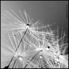 Dandelions and other parachutes