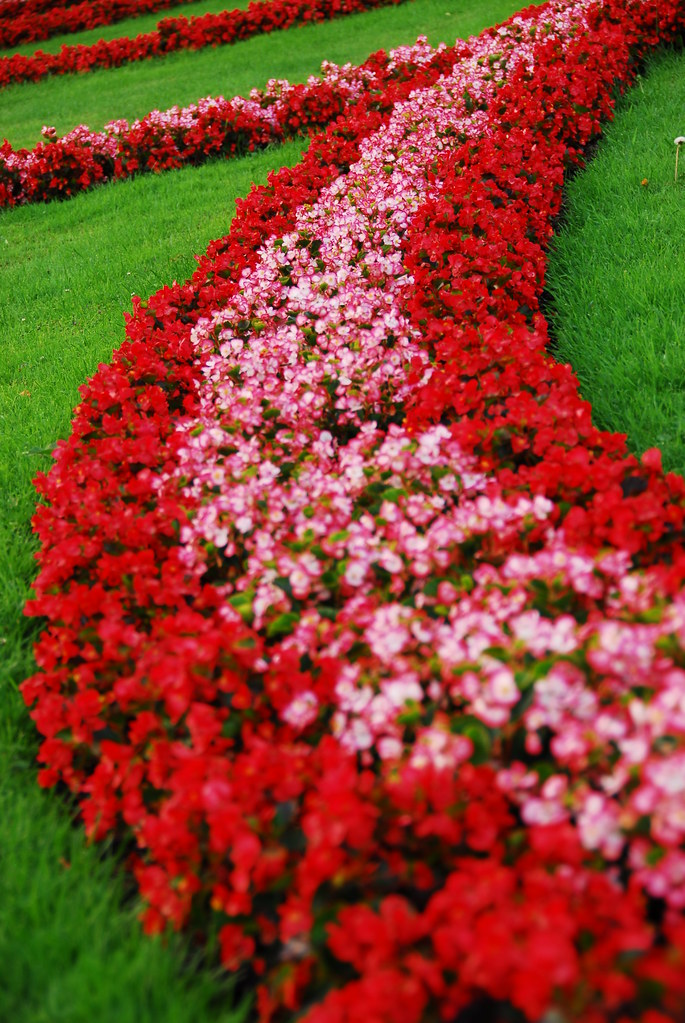 mirabell gardens red flowers