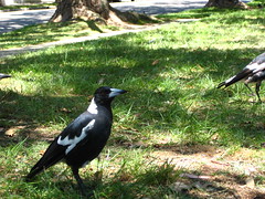 Lunch at Pannerong Reserve, Rose Bay - 2008.12.26