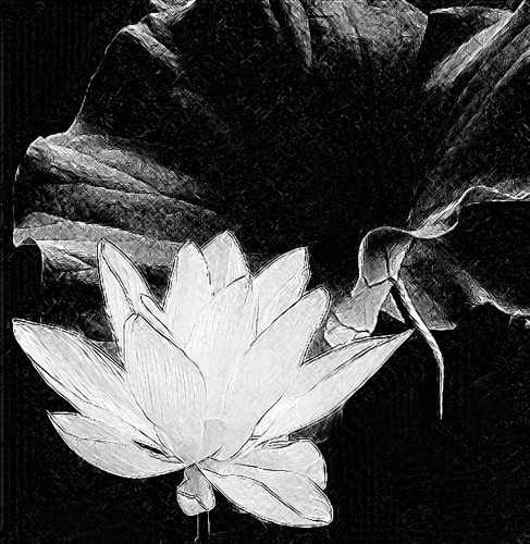 Lotus Flower Sketch  / Black & White / - IMGP0105