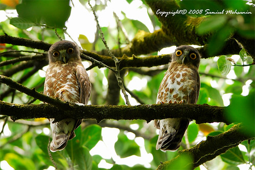 Brown Hawk Owl (Ninox scutulata)... a pair