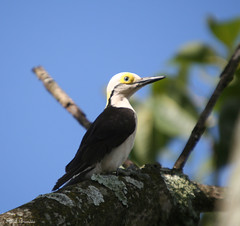Pica-pau-branco, Birro, Cri-cri (Melanerpes candidus) - White Woodpecker 