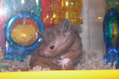 Hamster - Percy, Dwarf Siberian