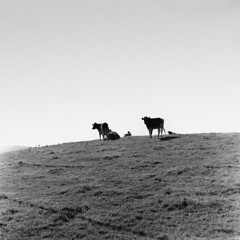 cows, 1957 (1957-240-14)