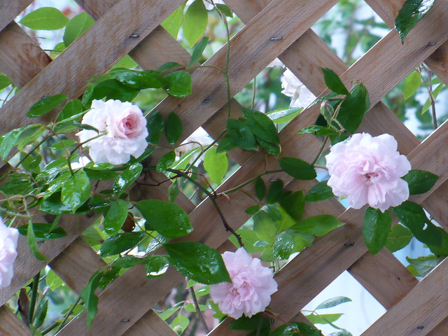 Climbing Rose and Terrace 1