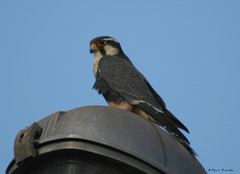 Falcão-de-coleira (Falco femoralis) - Aplomado falcon