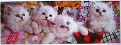 Katzen mit Quilts