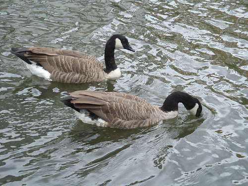 London Canal stroll (68): caught drinking! width=