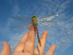 The Dragonfly/damselfly Collection