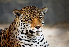 Captured Wild (Indian Zoos)