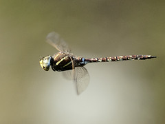 Dragonflies & Damselflies of Australia