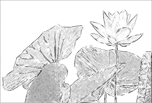 Lotus Flower Sketch Black White IMGP0071