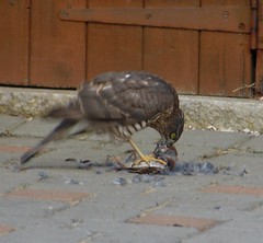 Female Sparrowhawk Eating a Sparrow