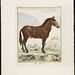 buffon mule 1749