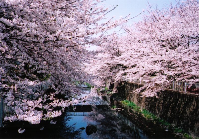 cherryblossoms and river