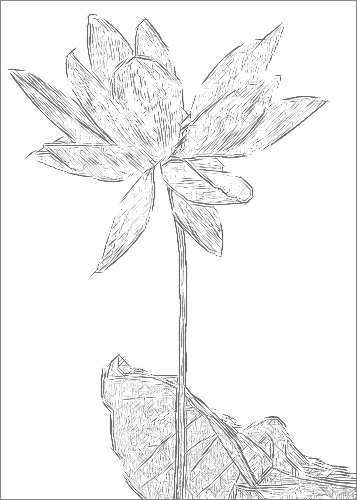 Lotus Flower Sketch Pencil Drawing Photo Based Black White