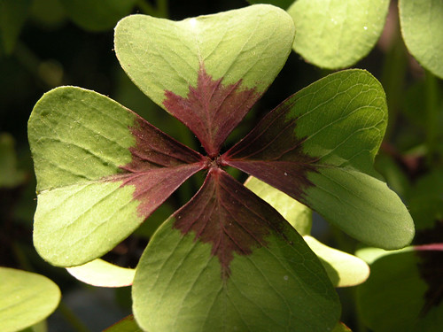 shamrock leaf
