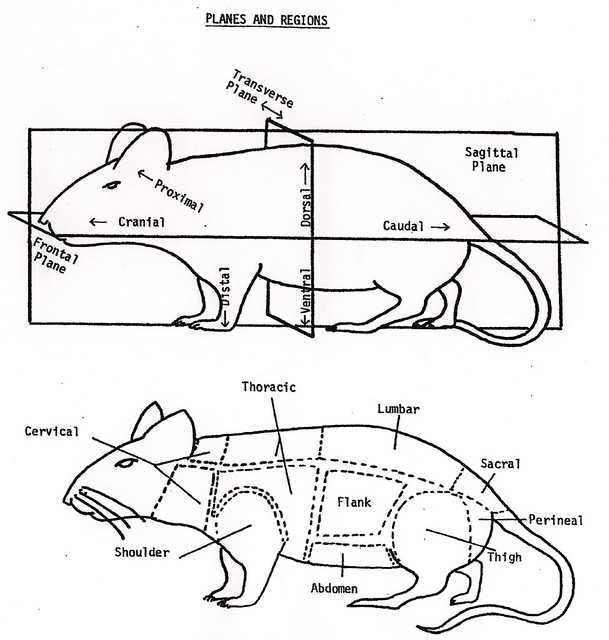 Mouse Anatomy Diagram