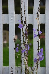 Fences and Flowers