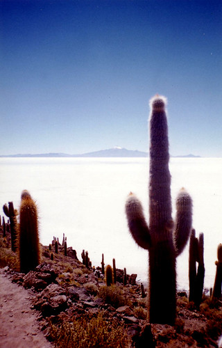 Bolivia. Uyuni salt pan. Cactus and salt