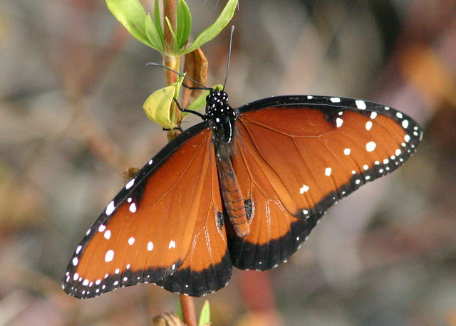 Male Queen butterfly