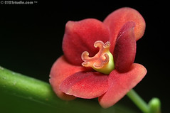 Pucuk Manis (Sauropus androgynus) flower III by 2121studio
