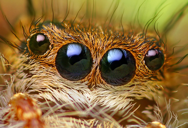 Anterior Median and Anterior Lateral Eyes of a Phidippus princeps Jumping Spider