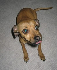 Nipper - the World's Cutest Dog!
