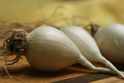 Garlic 03.06.08