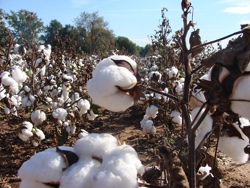 Mature cotton field, Cherokee County