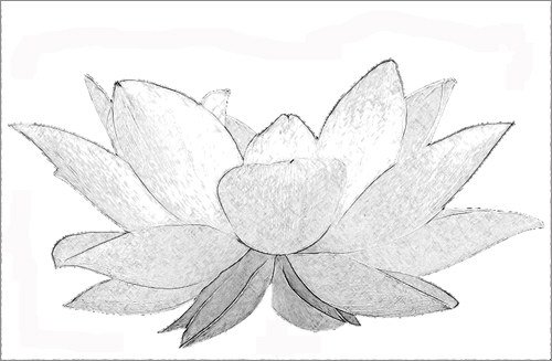 Lotus Flower Sketch Black White white lotus