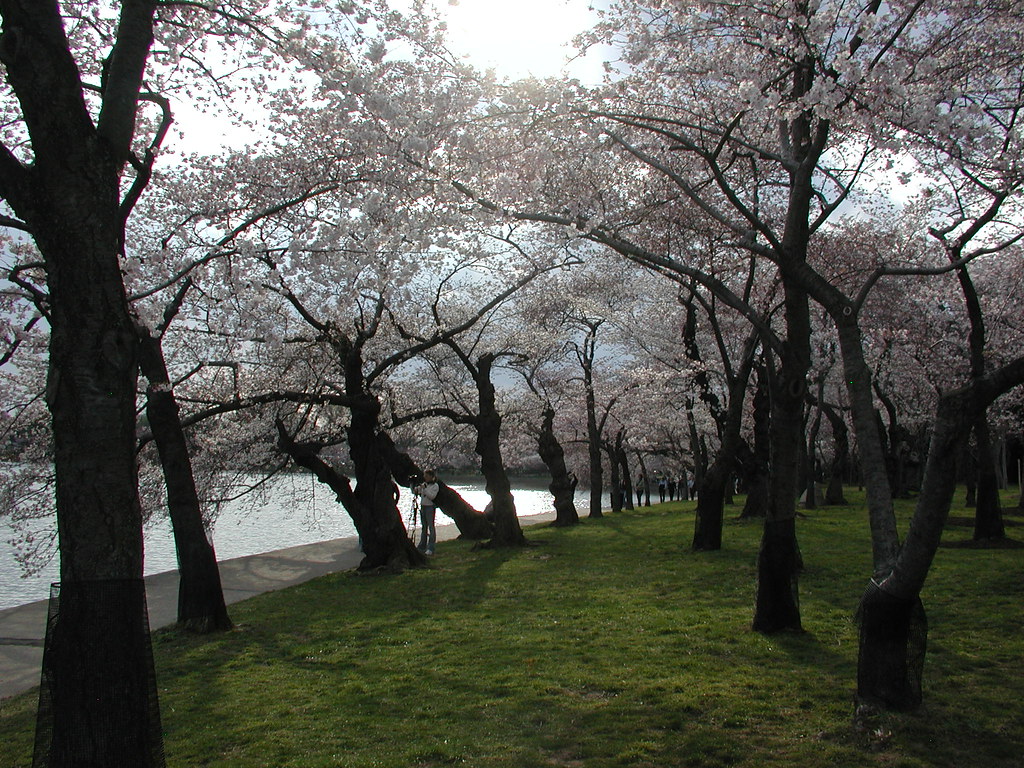 Blooming Cherry Blossom Trees, Washington DC