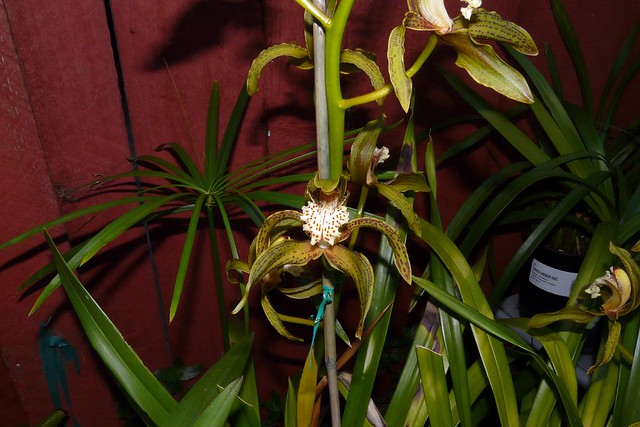 Cymbidium tracyanum orchid species