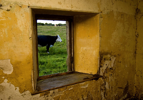 Portrait of a cow, Friggie-Fraggan by James_at_Slack