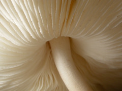 Mushrooms, fungi, and lichen