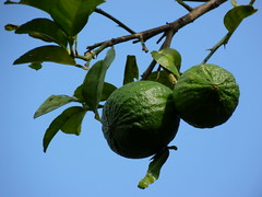 Citrus / Rutaceae