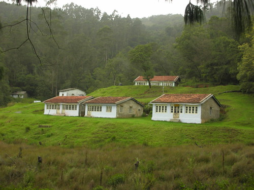 Ooty Forest