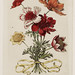merian poppy bouquet 1730 -