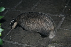 BADGER ON THE PATIO