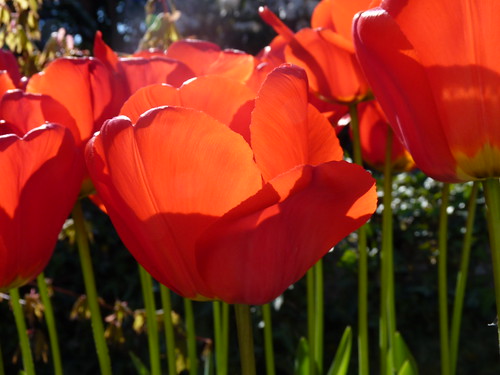 Tulips are red