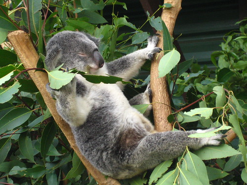 Relaxing Koala by szlove
