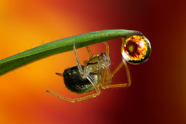Flower dewdrop refraction #4 with spider