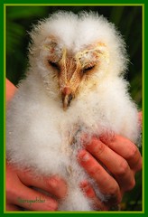 Barn Owl Ringing 2008