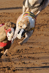 Favorite Racing Greyhound Photos